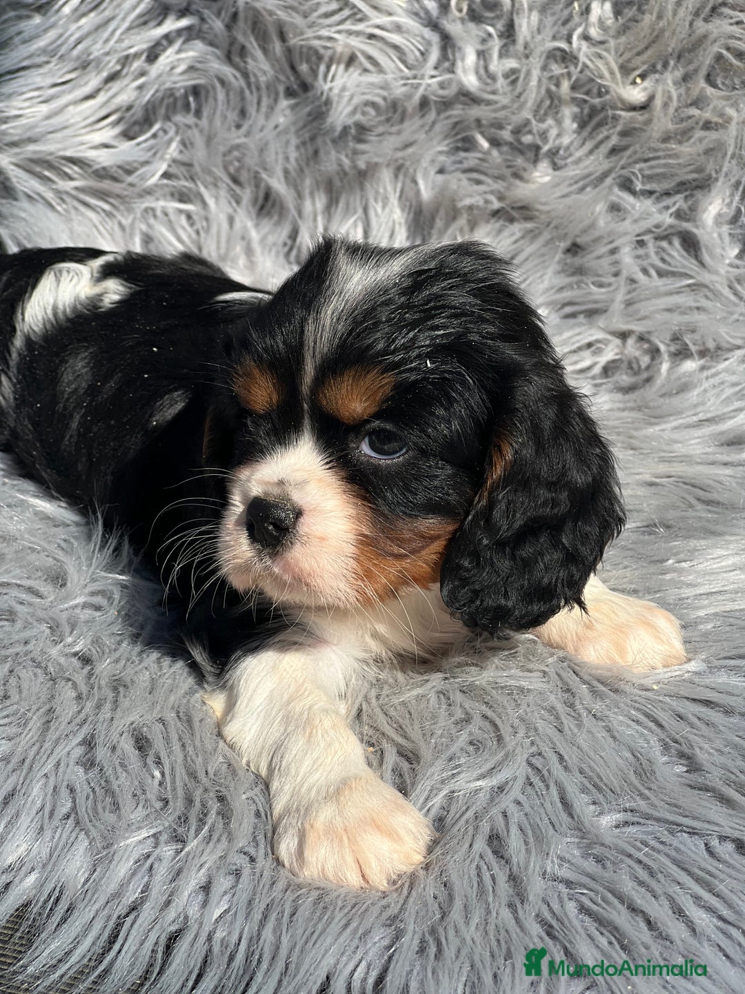 Cavalier King Charles Spaniel perros en venta: Cavalier tricolor macho  - Imagen 5