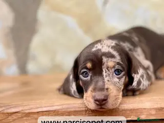 Teckel Miniatura perros TECKEL ARLEQUIN MINIATURA - Anuncio 2