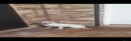 Chihuahua perros en venta: Cachorro chihuahua Macho  - Anuncio 4