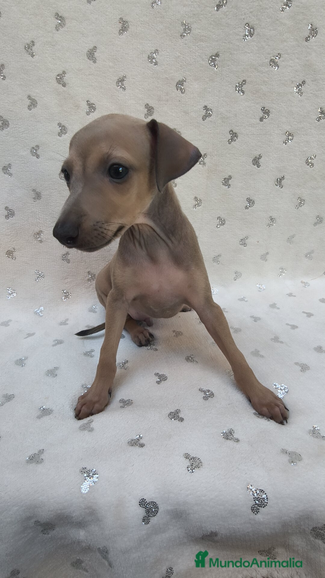 Pequeño Lebrel Italiano perros en venta: Pequeño lebrel Italiano Piccolo  - Imagen 3