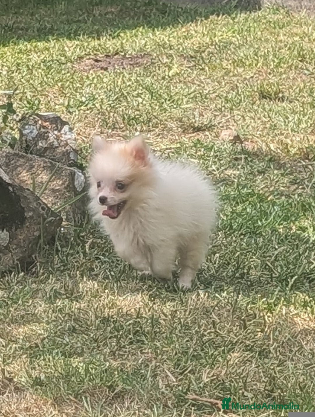 Spitz pequeño - Kleinspitz perros en venta: Kleinspitz pomerania  - Imagen 6