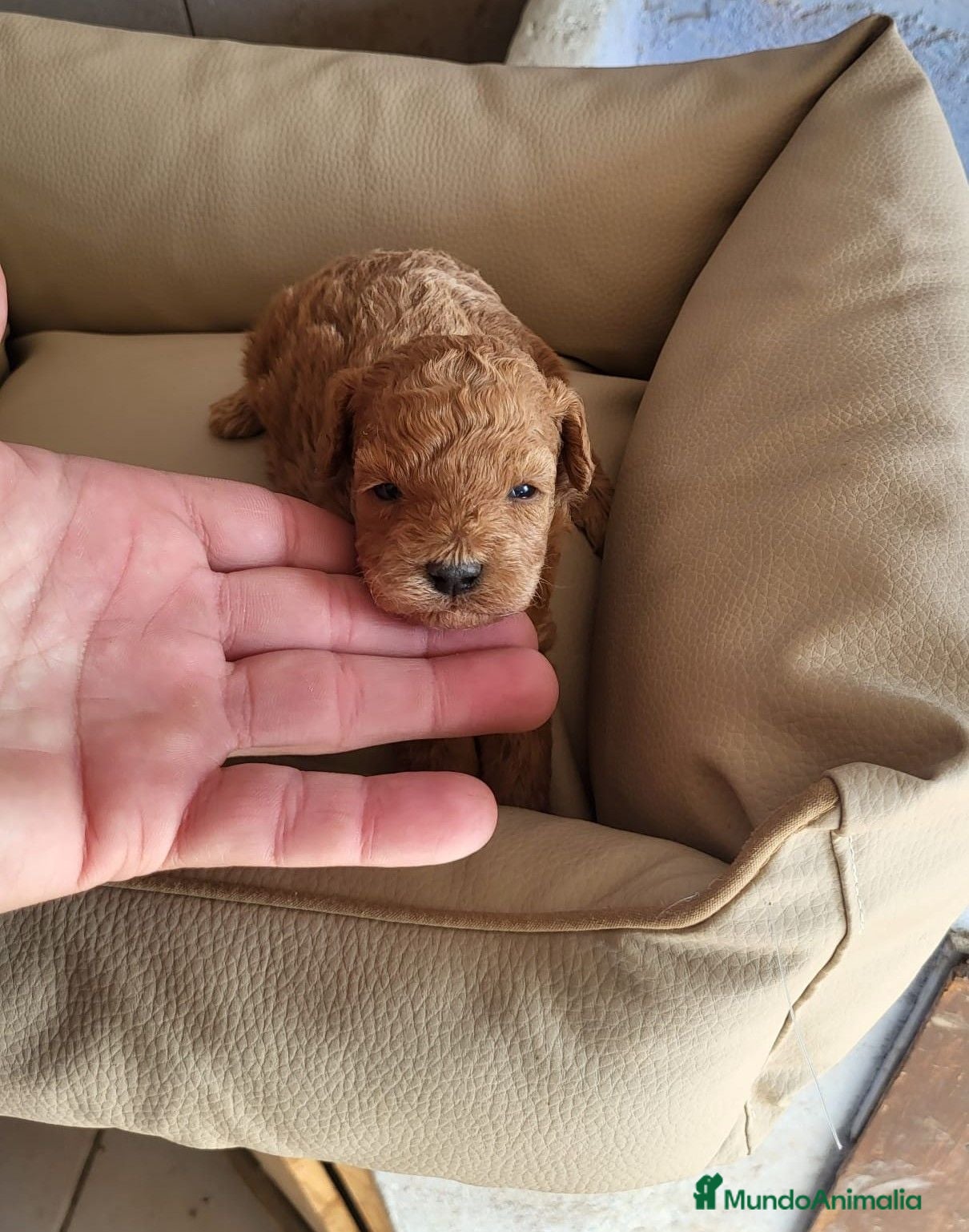 Raza Mixta perros Caniche toy y enano - Anuncio 1