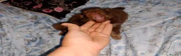 Pomerania perros en venta: Pomerania macho y hembra ( super toy) - Anuncio 3