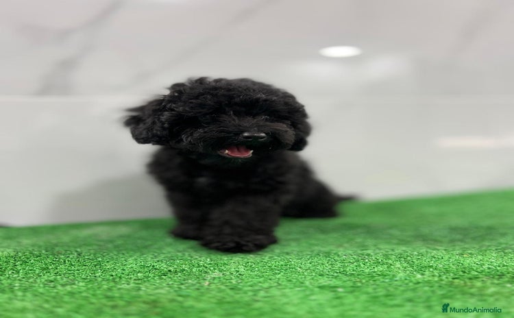 Caniche Toy perros - Anuncio 3
