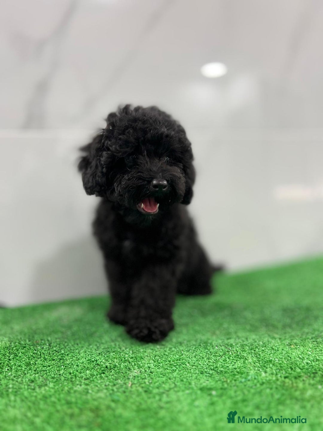 Caniche Toy perros en venta: Precioso cachorro de Caniche macho disponible! 🐶✨ - Imagen 1