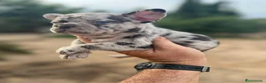 Bulldog Francés 2