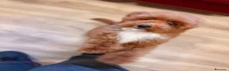 Caniche Toy perros en venta: Soy Chusito!!  - Anuncio 4