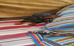 Teckel perros en venta: Cachorrita teckel negro y fuego  - Imagen 3