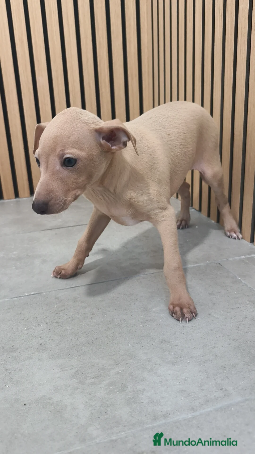 Pequeño Lebrel Italiano perros en venta: Piccolo Galgo Italiano Lebrel - Anuncio 17
