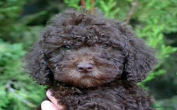 Perro de Agua Español perros en venta: Cachorros perro de agua español - Imagen 9