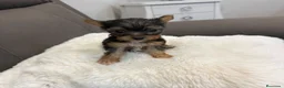 Yorkshire Terrier perros en venta: Yorkshire toy - Anuncio 3