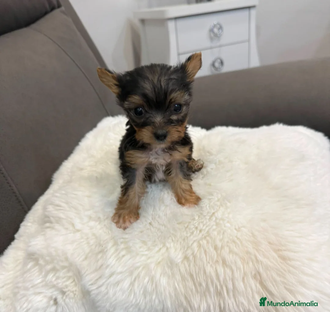 Yorkshire Terrier perros en venta: Yorkshire toy - Anuncio 3