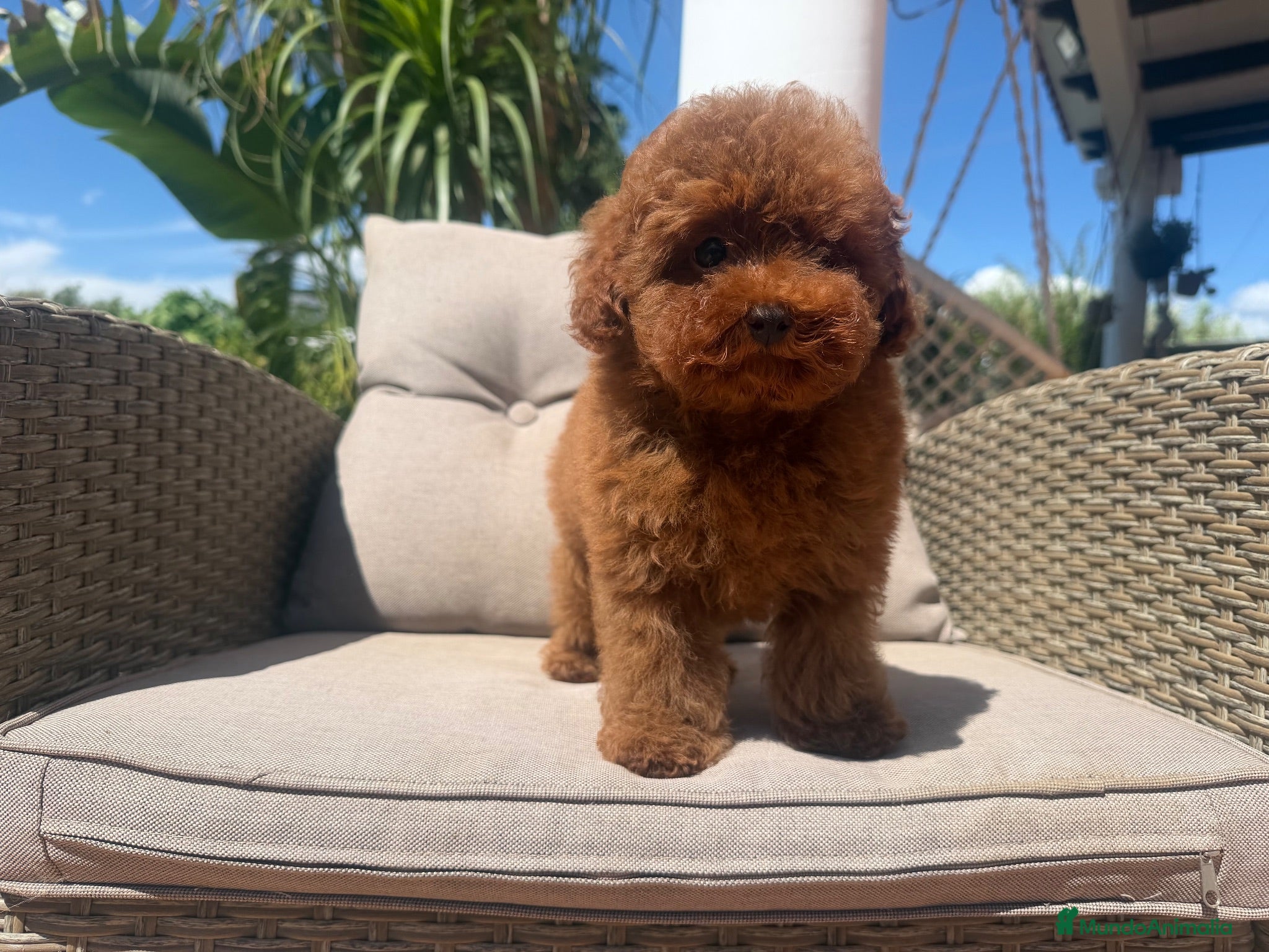 Caniche Toy perros Caniche toy súper mini - Anuncio 1