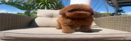 Caniche Toy perros en venta: Caniche toy súper mini - Anuncio 1