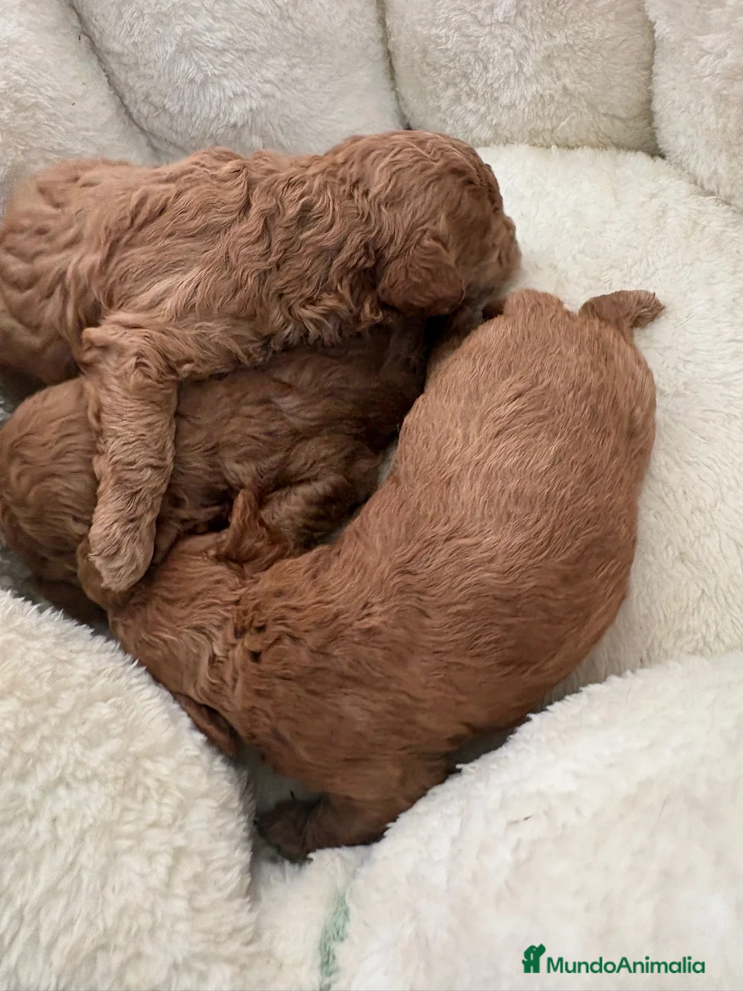 Caniche Toy perros en venta: Caniche toy  - Anuncio 2