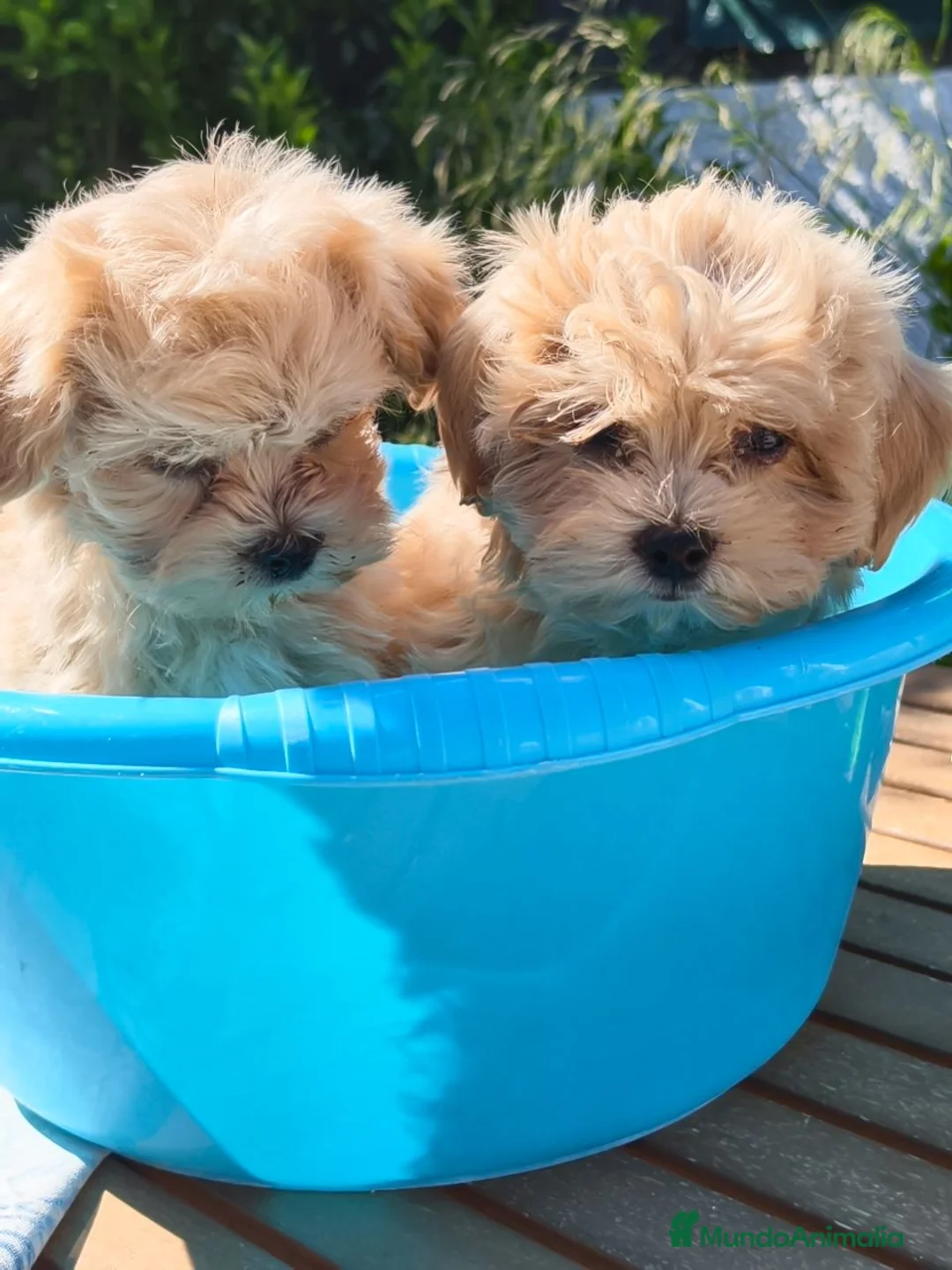 Maltipoo perros en venta: Maltipoo mini - Anuncio 2