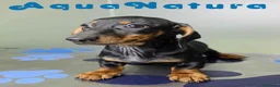 Teckel perros en venta: Teckel Hembra de Kily y Luisiño 1875 - Anuncio 3