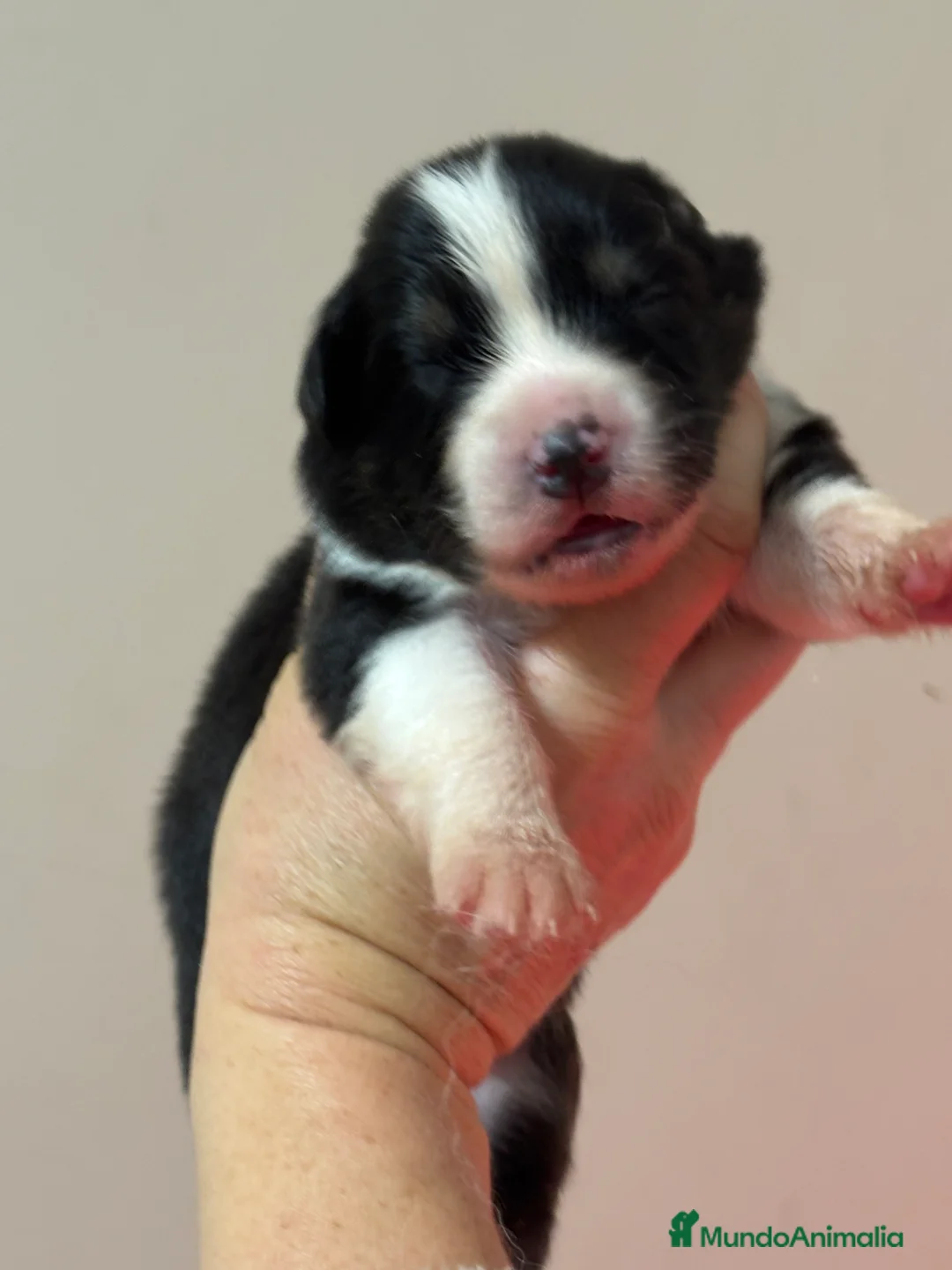 Pastor Australiano perros en venta: Cachorros pastor australiano  - Anuncio 2