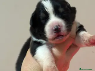 Pastor Australiano perros Cachorros pastor australiano - Anuncio 1