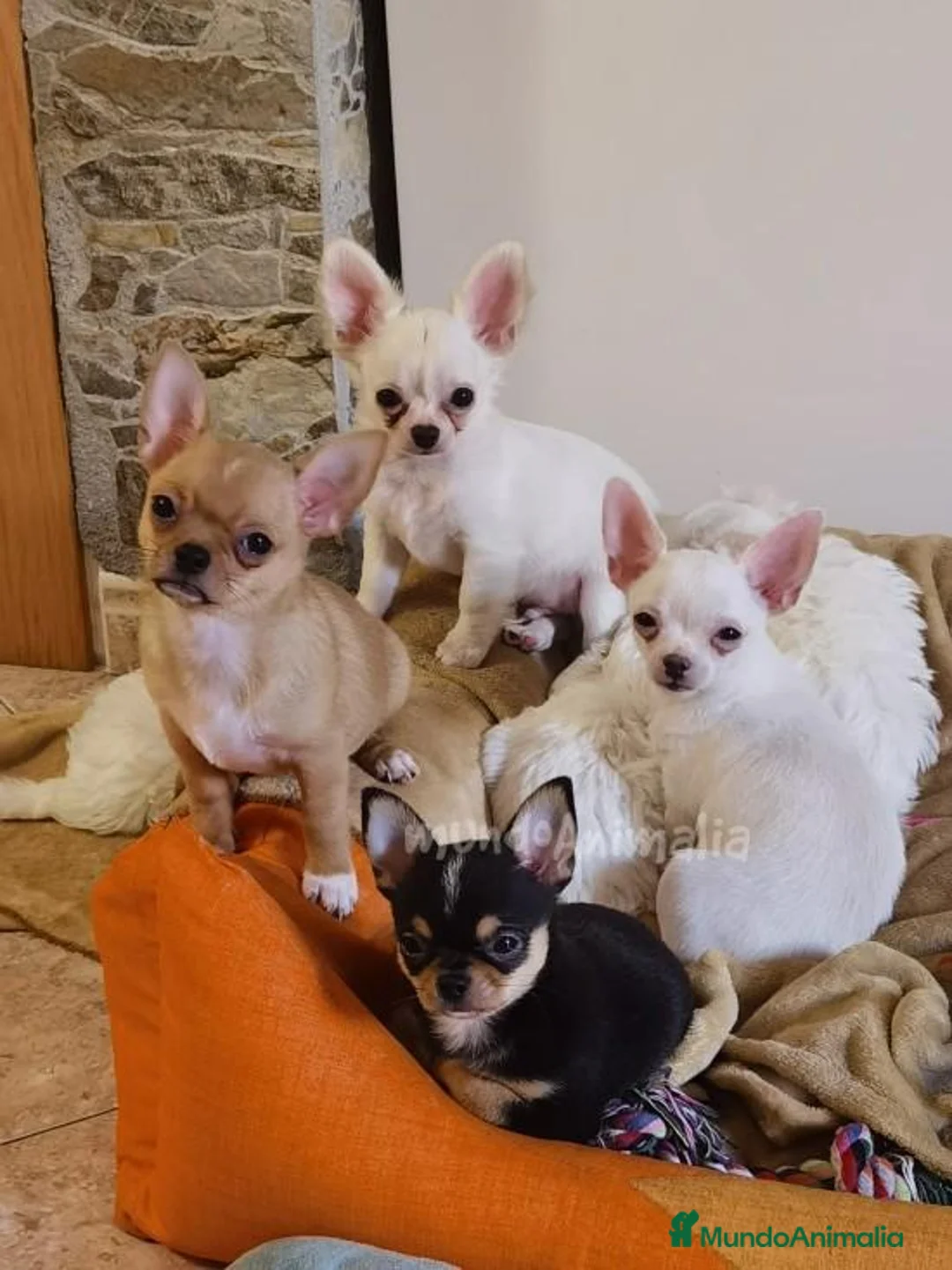 Imagen de galería {{count}}