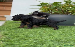 Pomerania perros en venta: POMERANIA HEMBRA BLACK AND TAN - Imagen 6