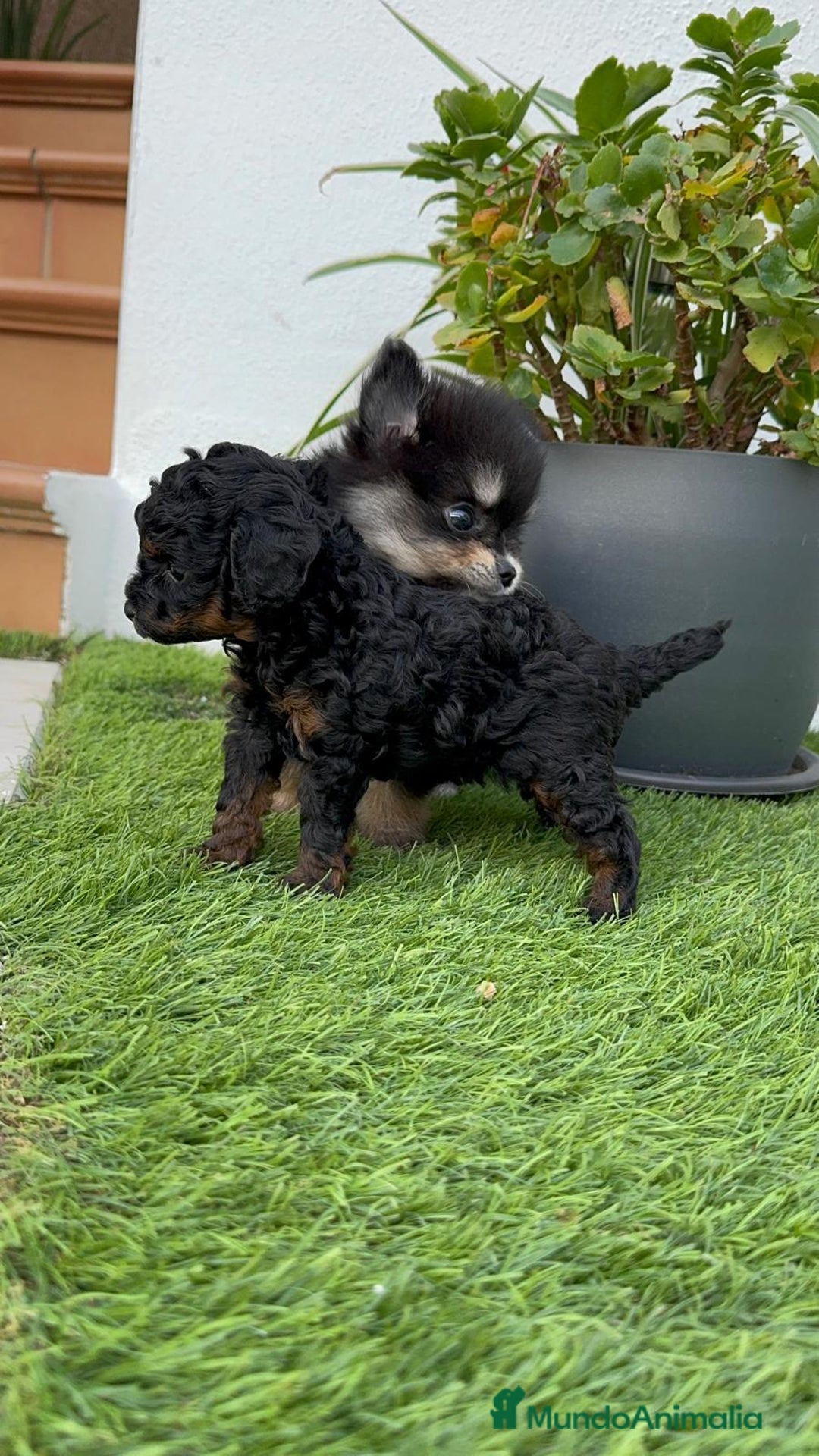 Pomerania perros en venta: POMERANIA HEMBRA BLACK AND TAN - Imagen 6