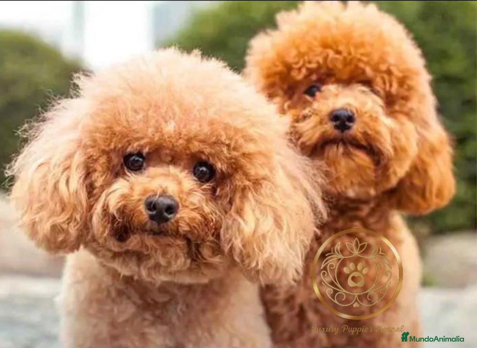 Caniche Enano perros Caniches enanos  - Anuncio 1