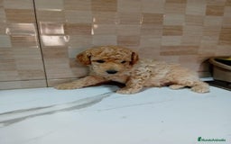 Caniche Enano perros en venta: Caniche pimentón y apricot  - Imagen 12
