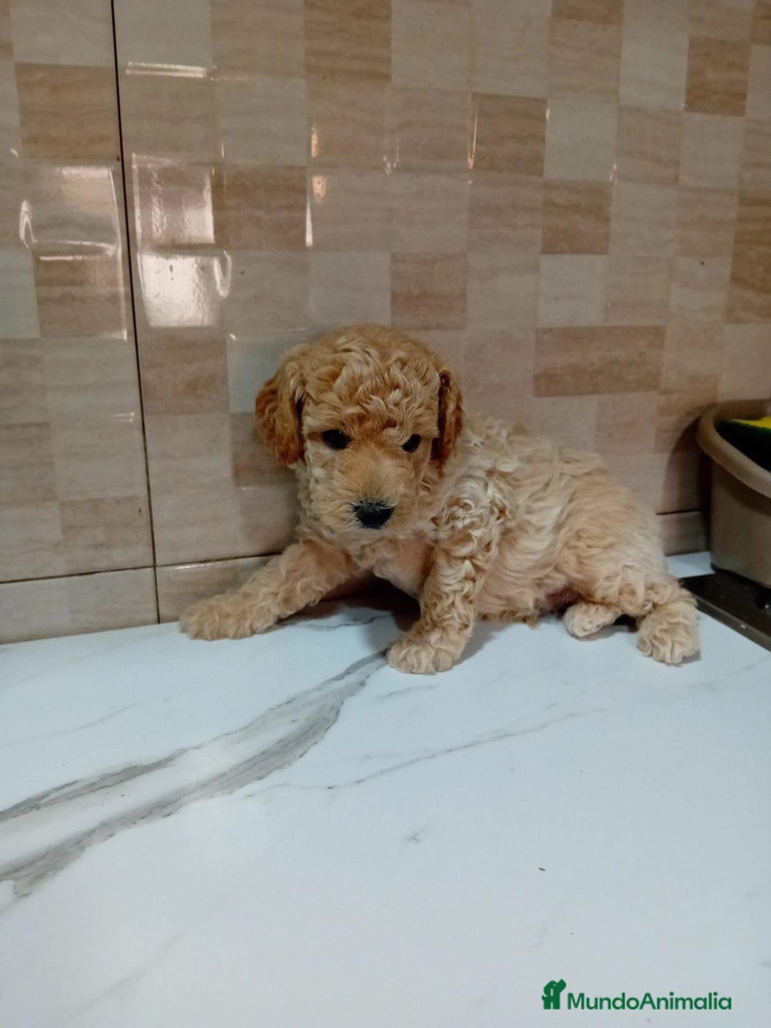 Caniche Enano perros en venta: Caniche pimentón y apricot  - Imagen 12