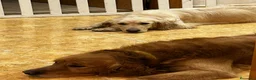 Golden Retriever perros en venta: Golden retriever machos  - Anuncio 2