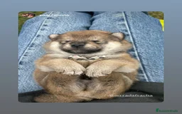 Shiba Inu perros en venta: SHIBA INU GALICIA - Imagen 1