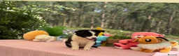Border Collie perros en venta: Excelente camada de border collie - Anuncio 5