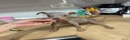 Pinscher Miniatura perros en venta: Mini pincher chocolates e Isabella  - Anuncio 1