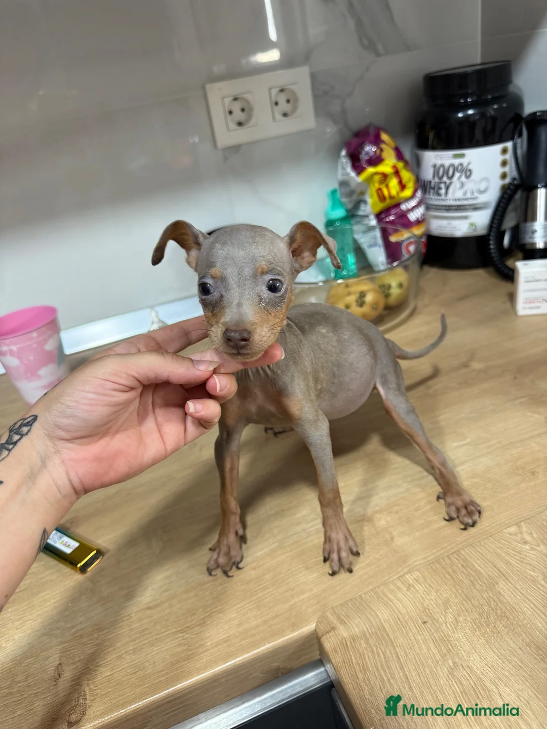 Pinscher Miniatura perros en venta: Mini pincher chocolates e Isabella  - Anuncio 1