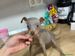 Pinscher Miniatura perros Mini pincher chocolates e Isabella - Anuncio 14