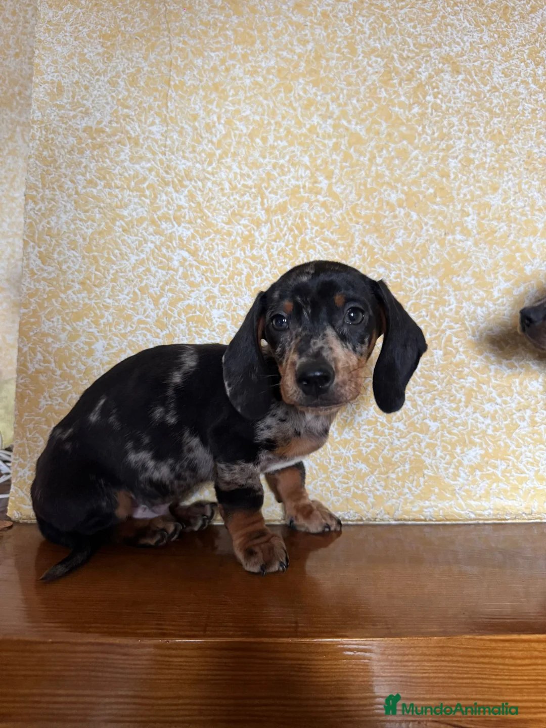 Teckel Miniatura perros en venta: Teckel Mini arlequín  - Anuncio 6