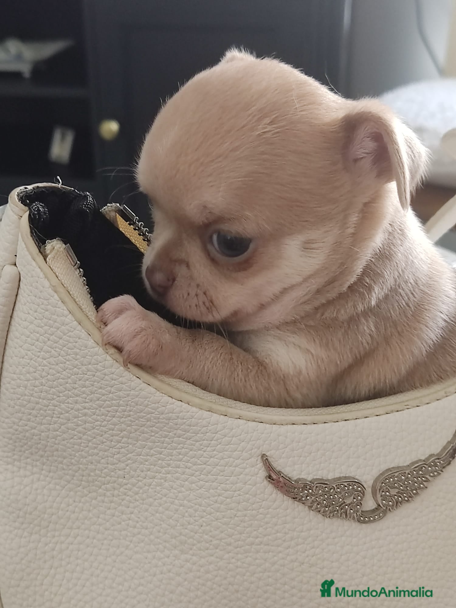 Chihuahua perros en venta: Disponible Chihuahuas Rusos Machos - Anuncio 7