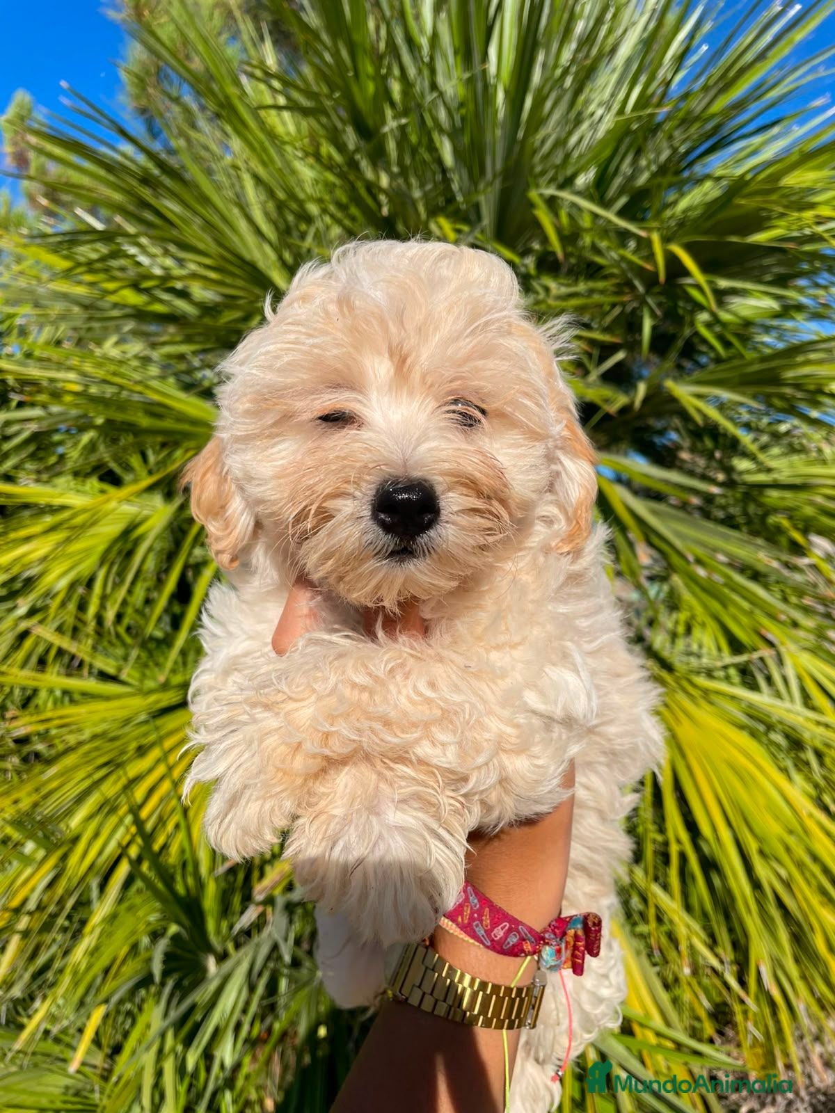Maltipoo perros Cachorro Maltipoo - Anuncio 3