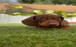 Teckel perros en venta: TECKEL HEMBRA CHOCOLATE MINIATURA  - Imagen 18