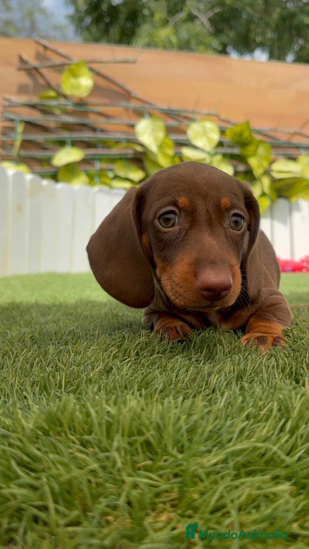 Teckel perros en venta: TECKEL HEMBRA CHOCOLATE MINIATURA  - Imagen 18