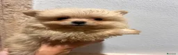 Pomerania perros en venta: Pomeranias 628789235 - Anuncio 4