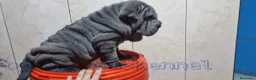 Shar Pei perros en venta: ‼️‼️Preciosa camada de minipeis - Anuncio 2