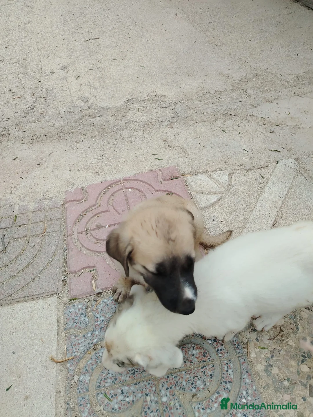 Mastín Español perros en venta: CACHORROS DE MASTÍN ESPAÑOL  - Anuncio 2
