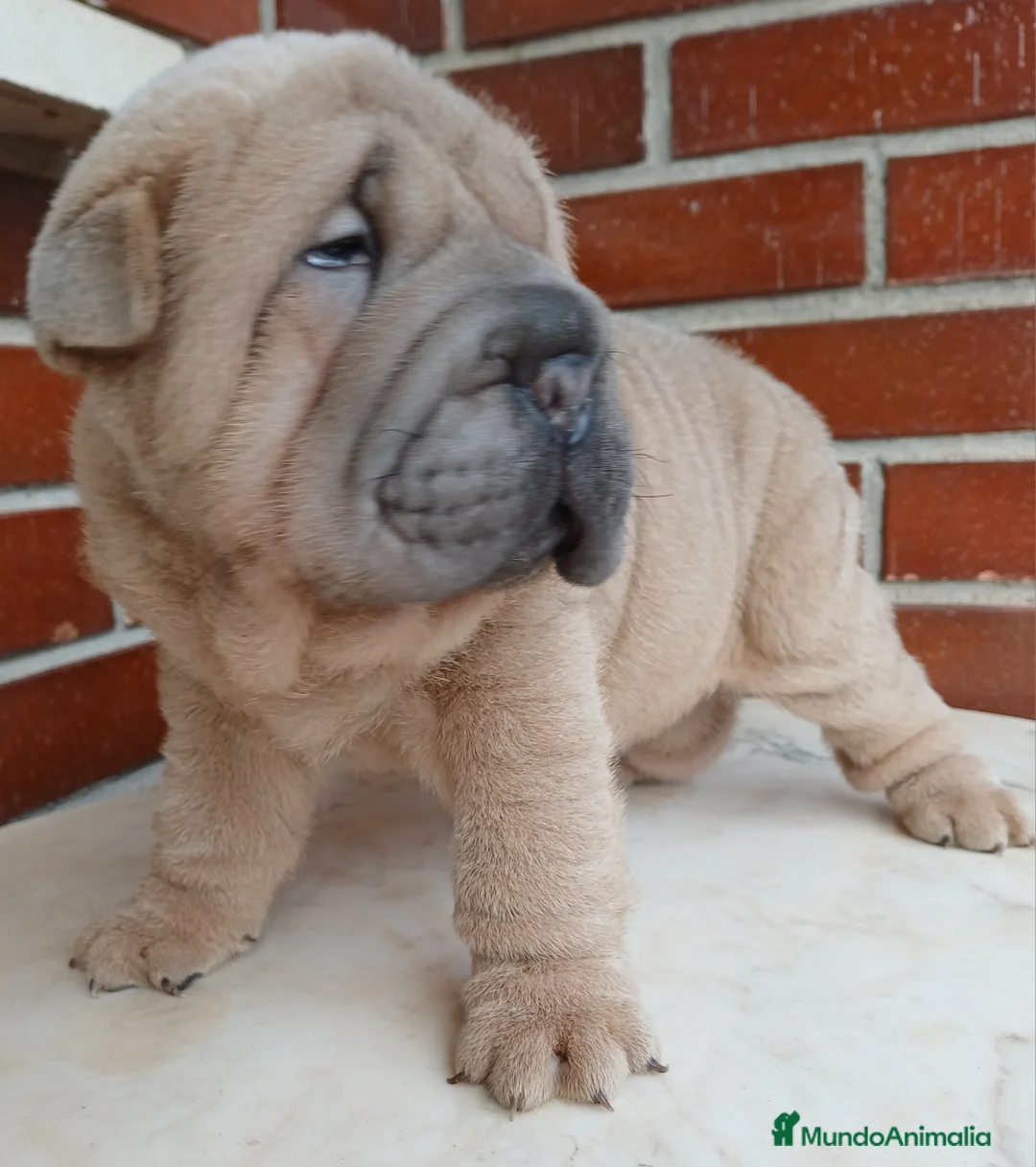Shar Pei perros en venta: EXCELENTE CAMADA DE SHAR PEI - Anuncio 7