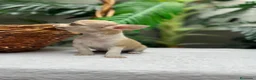 Chihuahua perros en venta:  🐾 DOS PRECIOSAS CHIHUAHUAS HEMBRAS 🐾 - Anuncio 16