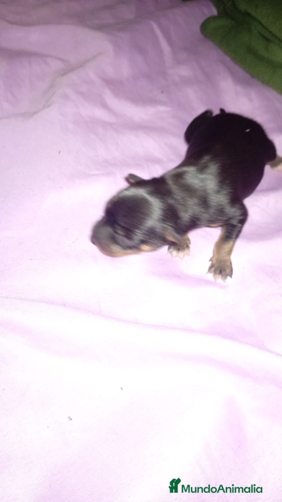 Chihuahua perros Camada de chihuahuas - Anuncio 2