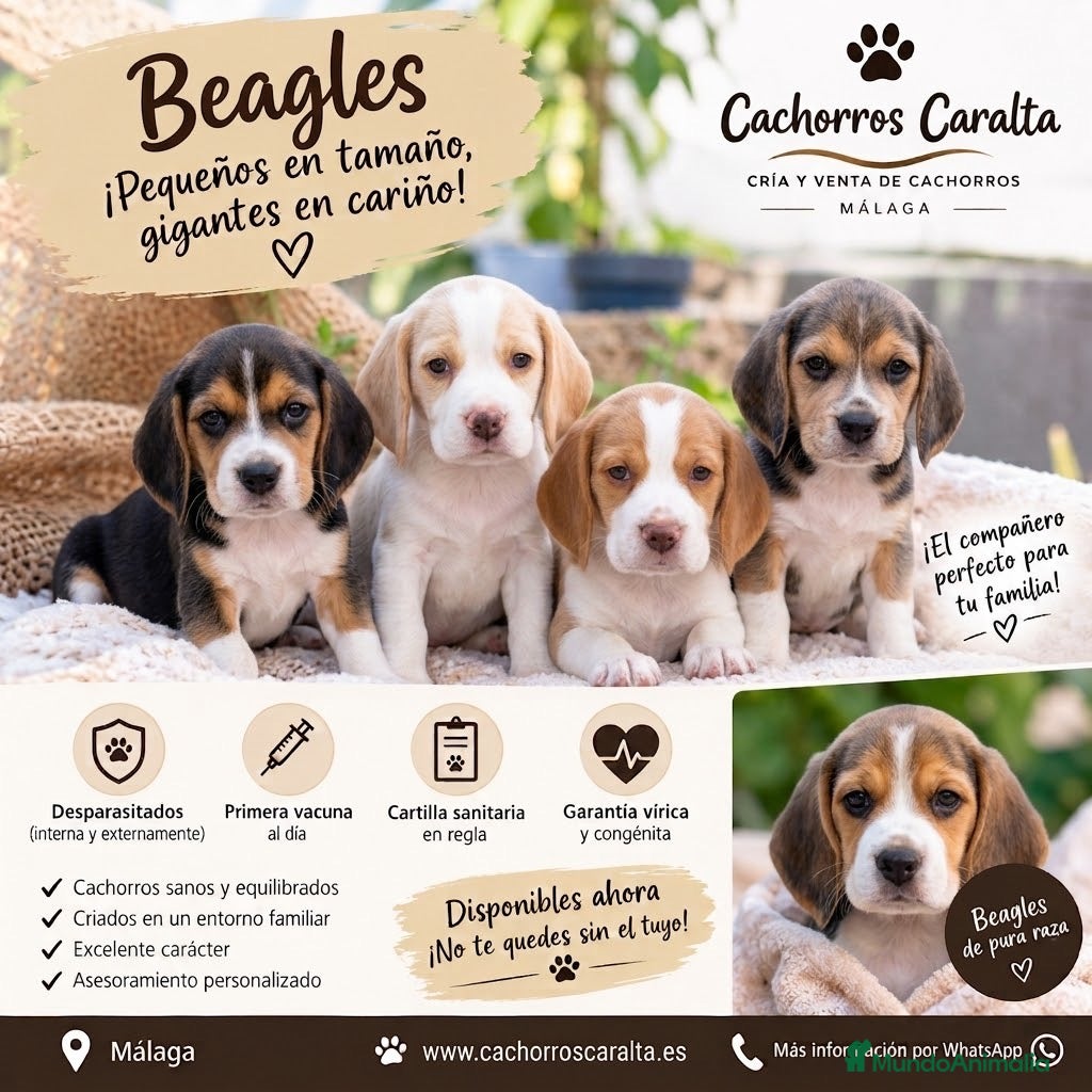 Beagle perros 🐶❤️ PRECIOSOS CACHORROS BEAGLE - Anuncio 3