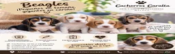 Beagle perros en venta: 🐶❤️ PRECIOSOS CACHORROS BEAGLE - Anuncio 1