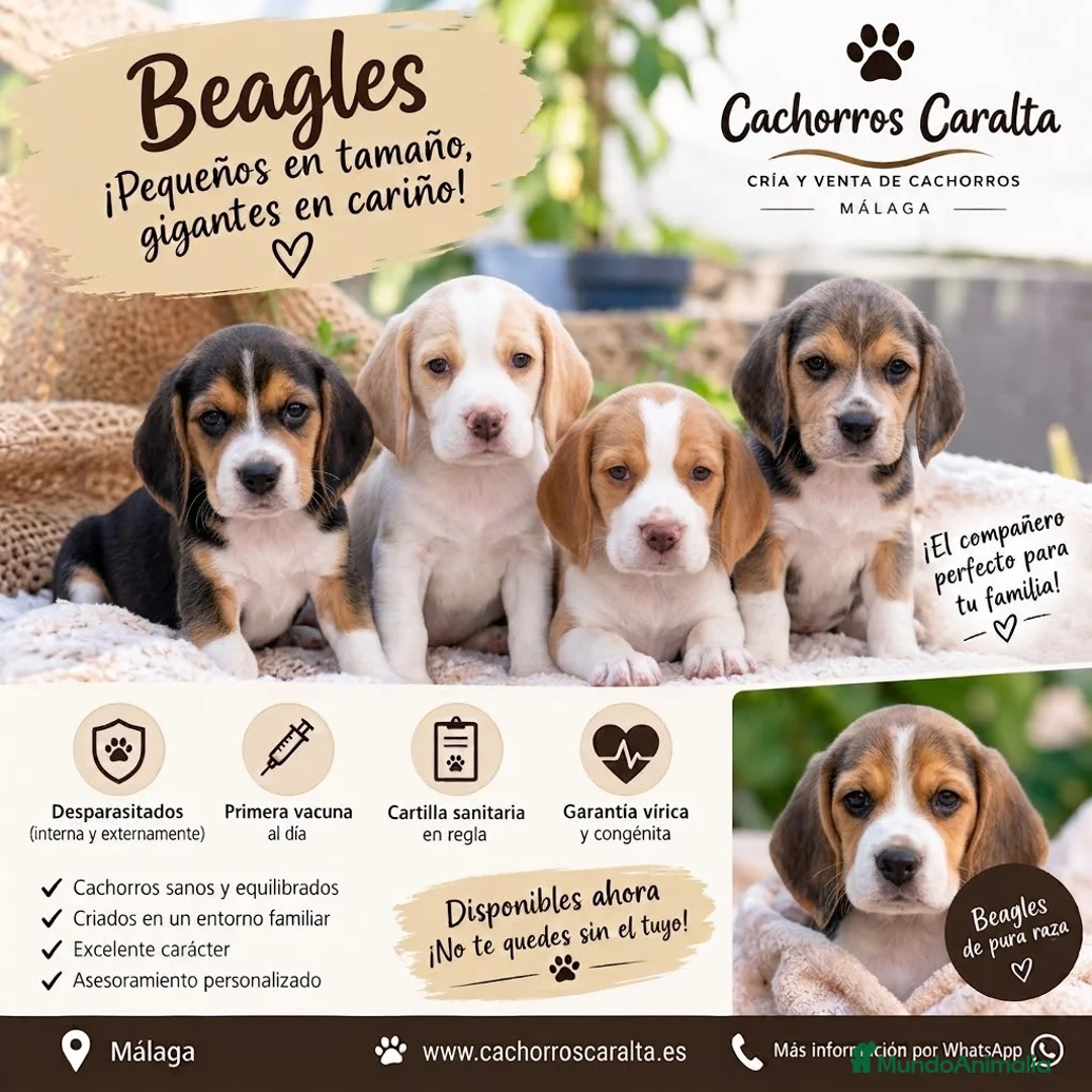 Beagle perros en venta: 🐶❤️ PRECIOSOS CACHORROS BEAGLE - Anuncio 1