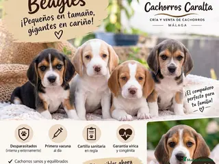 Beagle perros 🐶❤️ PRECIOSOS CACHORROS BEAGLE - Anuncio 3